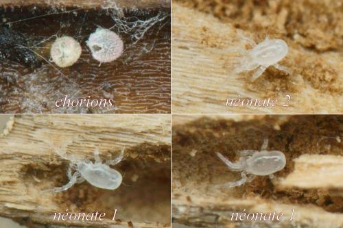 Pergamasus sp.